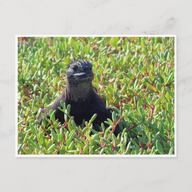 Carte Postale iguane marin des Galapagos (Devant)