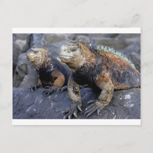 Carte Postale Iguane marin Galapagos San Cristobal
