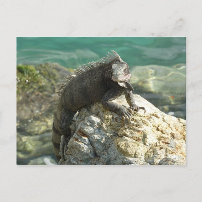 Carte Postale Iguane sur les rochers à St. Thomas (Devant)