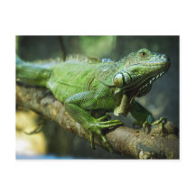 Iguane vert