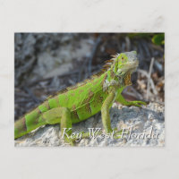 iguane vert dans Key West Florida