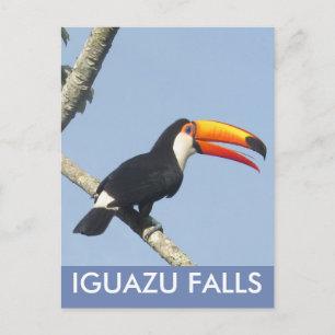 Carte postale Iguazu Falls Toco Toucan