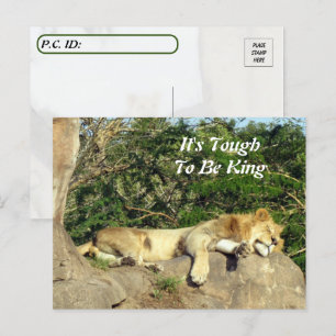 Carte Postale Il est difficile d'être roi - Pic de Lion Dormir