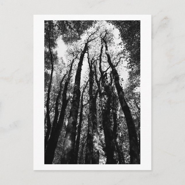 Carte Postale Il était une fois dans les bois (Devant)