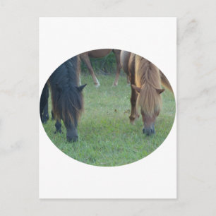 Carte Postale Île de Chincoteague / Poney de l'île d'Assateague