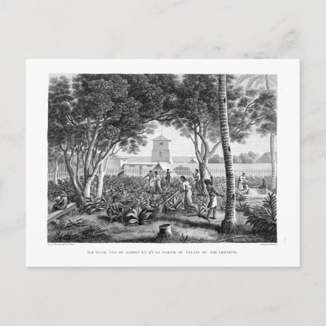 Carte Postale Île de Guam : Autochtones au travail dans le jardi (Devant)