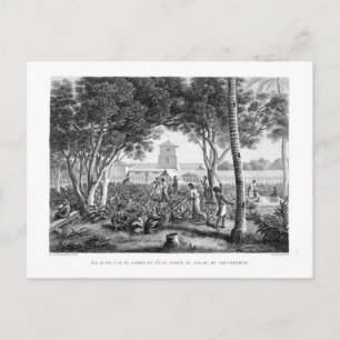 Carte Postale Île de Guam : Autochtones au travail dans le jardi