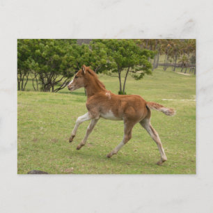 Carte Postale Île de Pâques alias Rapa Nui