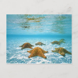 Carte Postale île d'étoiles de mer.jpg