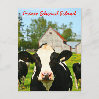Carte Postale Île-du-Prince-Édouard Vache laitière