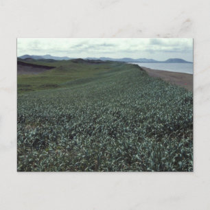 Carte Postale Île Saint-Paul, habitat des dunes de sable Pribilo
