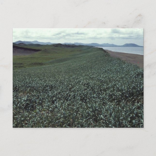 Carte Postale Île Saint-Paul, habitat des dunes de sable Pribilo (Devant)