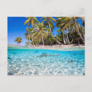 Carte Postale Île tropicale sous et au-dessus de l'eau