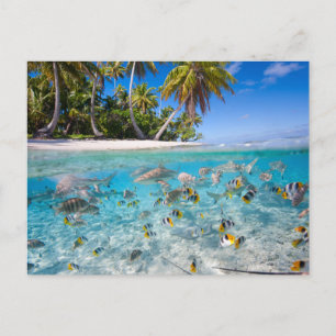 Carte Postale Île tropicale sous et au-dessus de l'eau