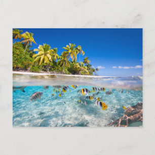 Carte Postale Île tropicale sous et au-dessus de l'eau