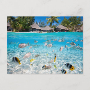 Carte Postale Île tropicale sous et au-dessus de l'eau