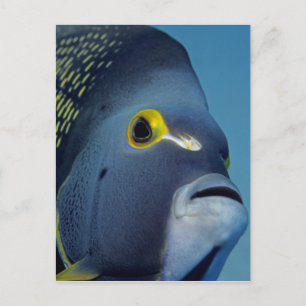 Carte Postale Îles Caïmans, Poisson-ange français Pomacanthus