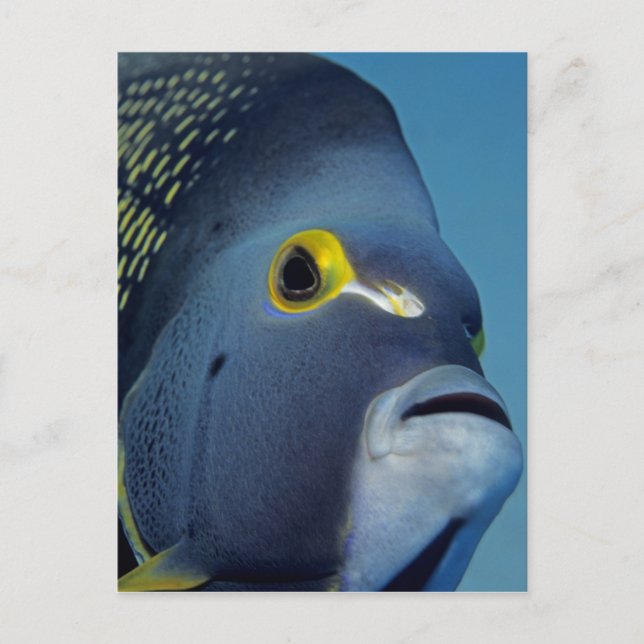 Carte Postale Îles Caïmans, Poisson-ange français Pomacanthus (Devant)