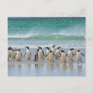 Carte Postale Îles Falkland. Île Saunders. Gentoo