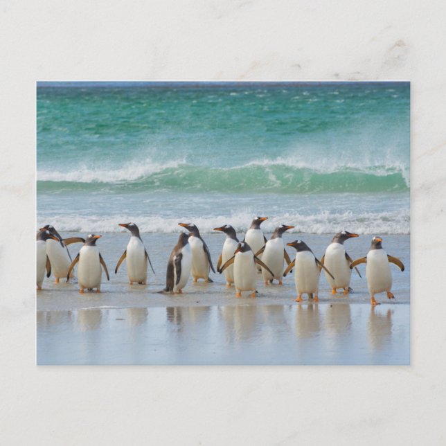 Carte Postale Îles Falkland. Île Saunders. Gentoo (Devant)