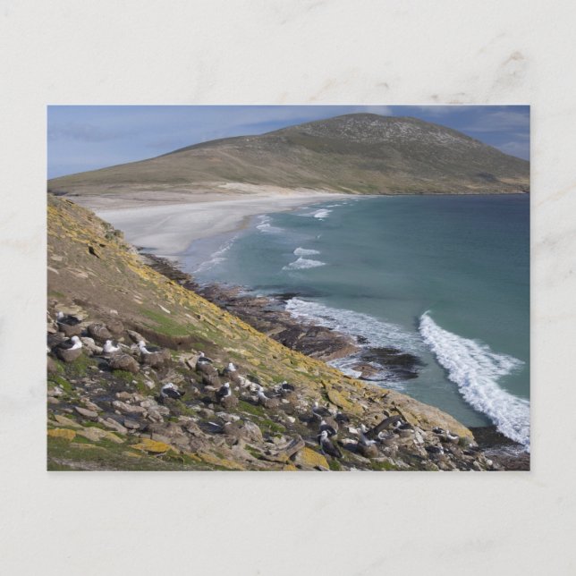 Carte Postale Îles Falkland, Malouines occidentales, Saunders (Devant)
