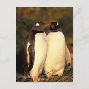 Carte Postale Îles Falkland. Manchots gentoo. (Pyroscelis