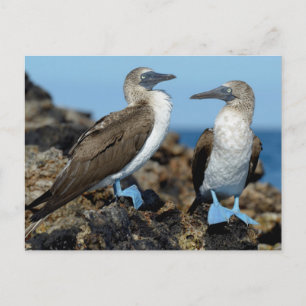 Carte Postale Îles Galapagos, île Isabela