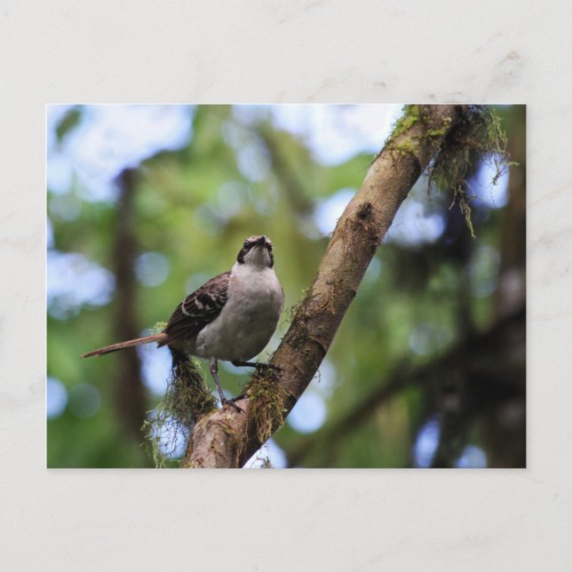 Carte Postale Îles Galapagos Mockingbird, Equateur (Devant)