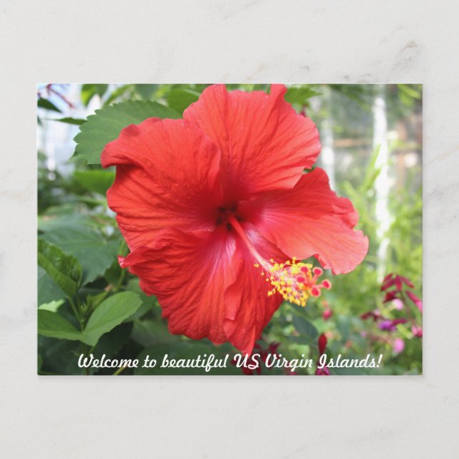 Carte Postale Îles Vierges américaines - Hibiscus (Devant)