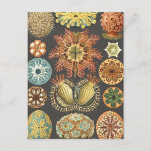 Carte postale illustrant les écureuils de mer vint