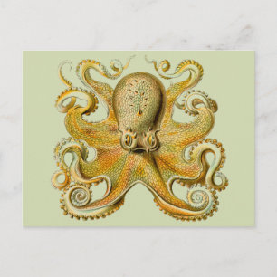 Carte Postale Illustration antique de pieuvre monstre marin