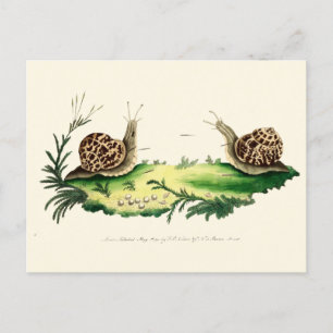 Carte Postale Illustration antique des escargots de jardin