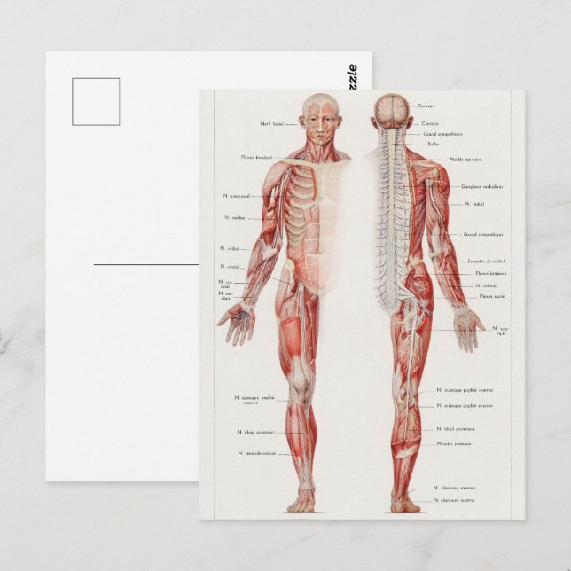 Carte Postale Illustration antique du système nerveux humain (Devant / Derrière)