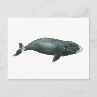 Carte Postale Illustration aquarelle de baleine boréale