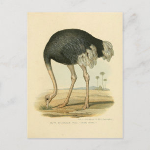 Carte Postale Illustration autruche