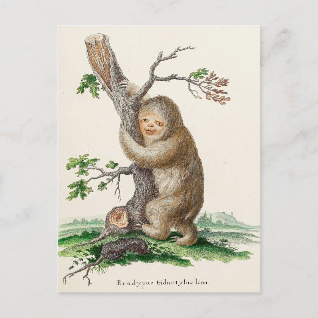Carte Postale Illustration Bizarre Vintage Sloth (Devant)