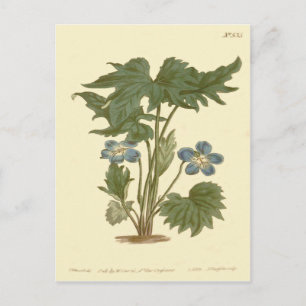 Carte Postale Illustration Bleue de Violette Palmée