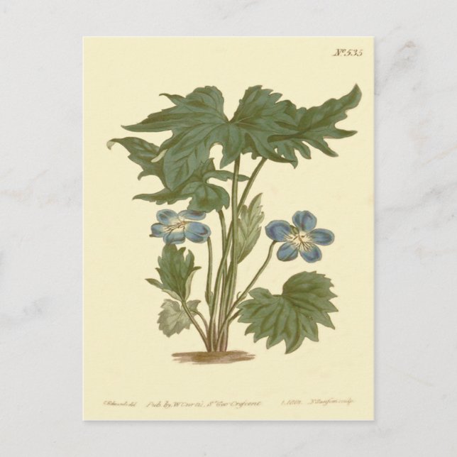 Carte Postale Illustration Bleue de Violette Palmée (Devant)
