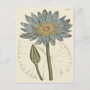 Carte Postale Illustration Blue Water Lily