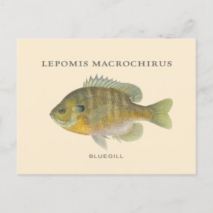Carte Postale Illustration Bluegill Pêche