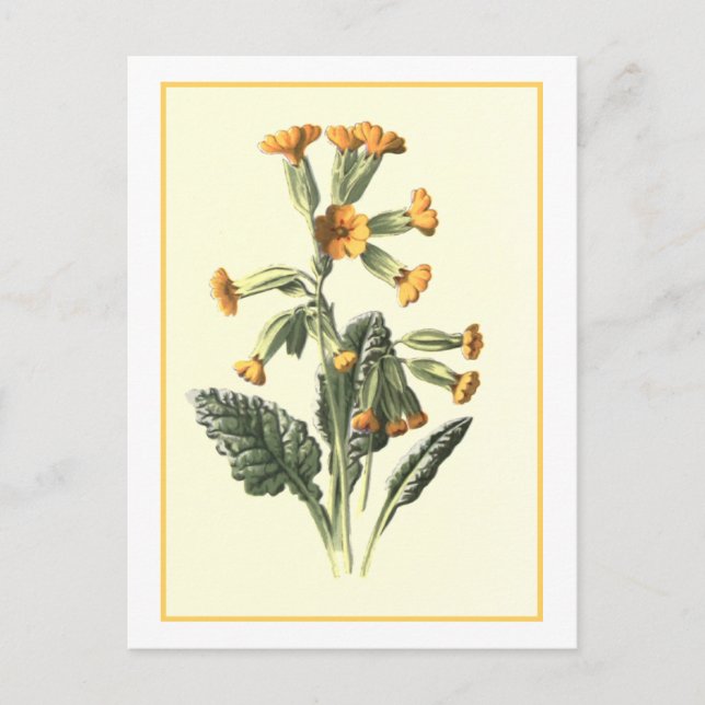 Carte Postale Illustration botanique "Cowslip" (Devant)