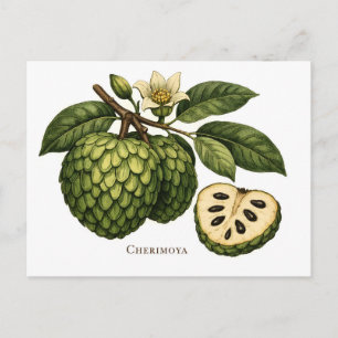 Carte Postale Illustration botanique de branche de fruit de chér