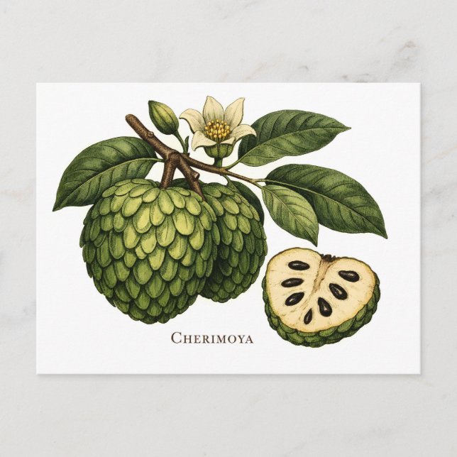Carte Postale Illustration botanique de branche de fruit de chér (Devant)