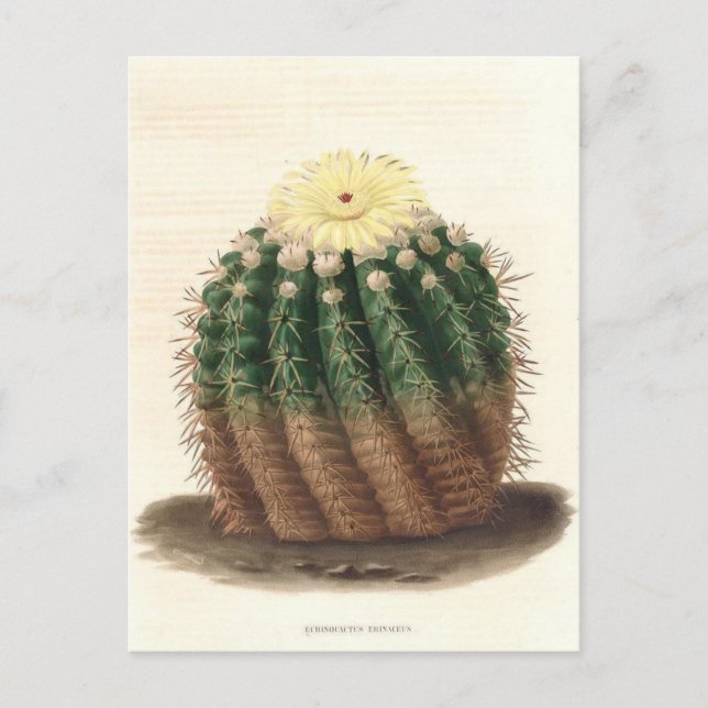 Carte Postale Illustration botanique de Cactus de 1841 (Devant)