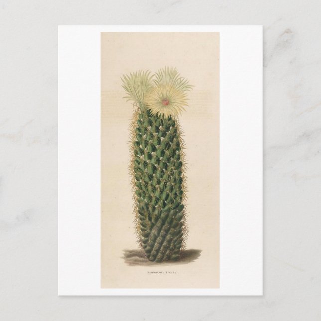 Carte Postale Illustration botanique de Cactus de 1841 (Devant)