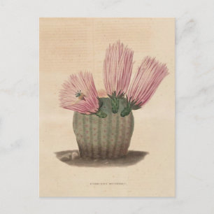 Carte Postale Illustration botanique de Cactus de 1841