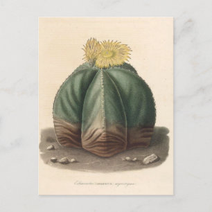 Carte Postale Illustration botanique de Cactus de 1841