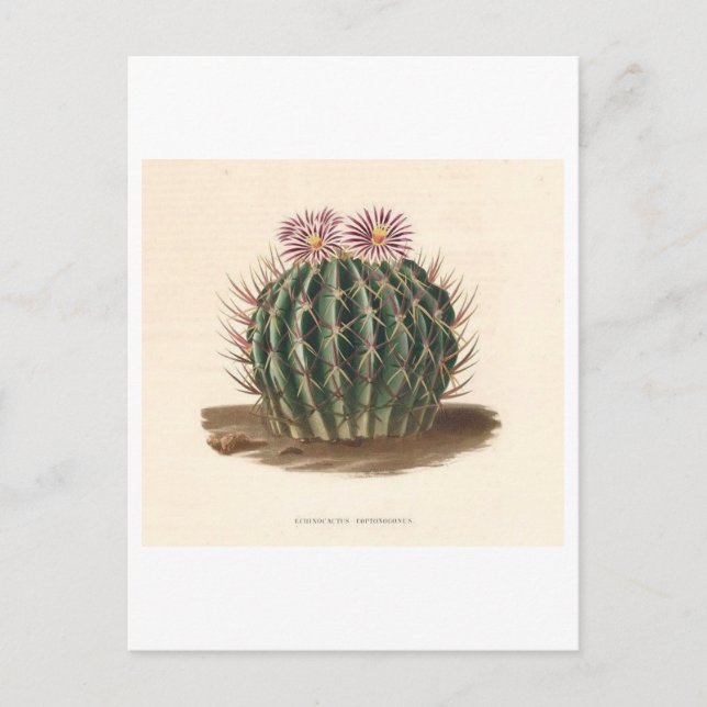 Carte Postale Illustration botanique de Cactus de 1841 (Devant)