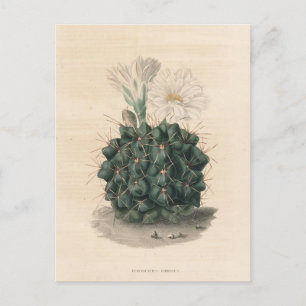Carte Postale Illustration botanique de Cactus de 1841