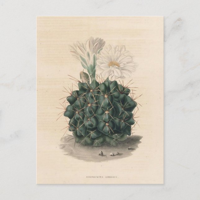 Carte Postale Illustration botanique de Cactus de 1841 (Devant)